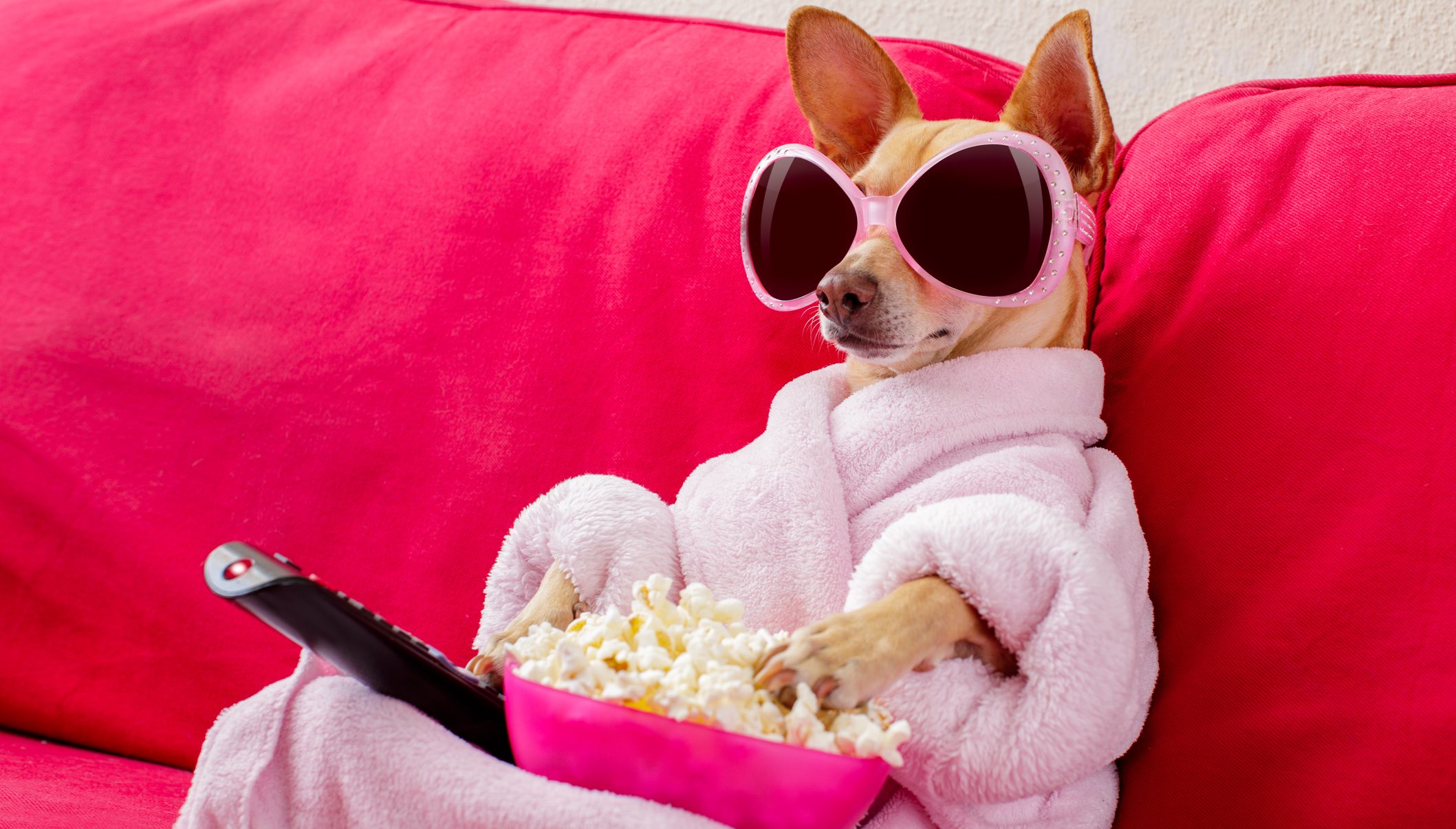 “Mascotas” de cine